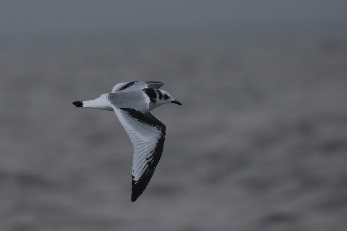 Mouette tridactyle - ML610075725