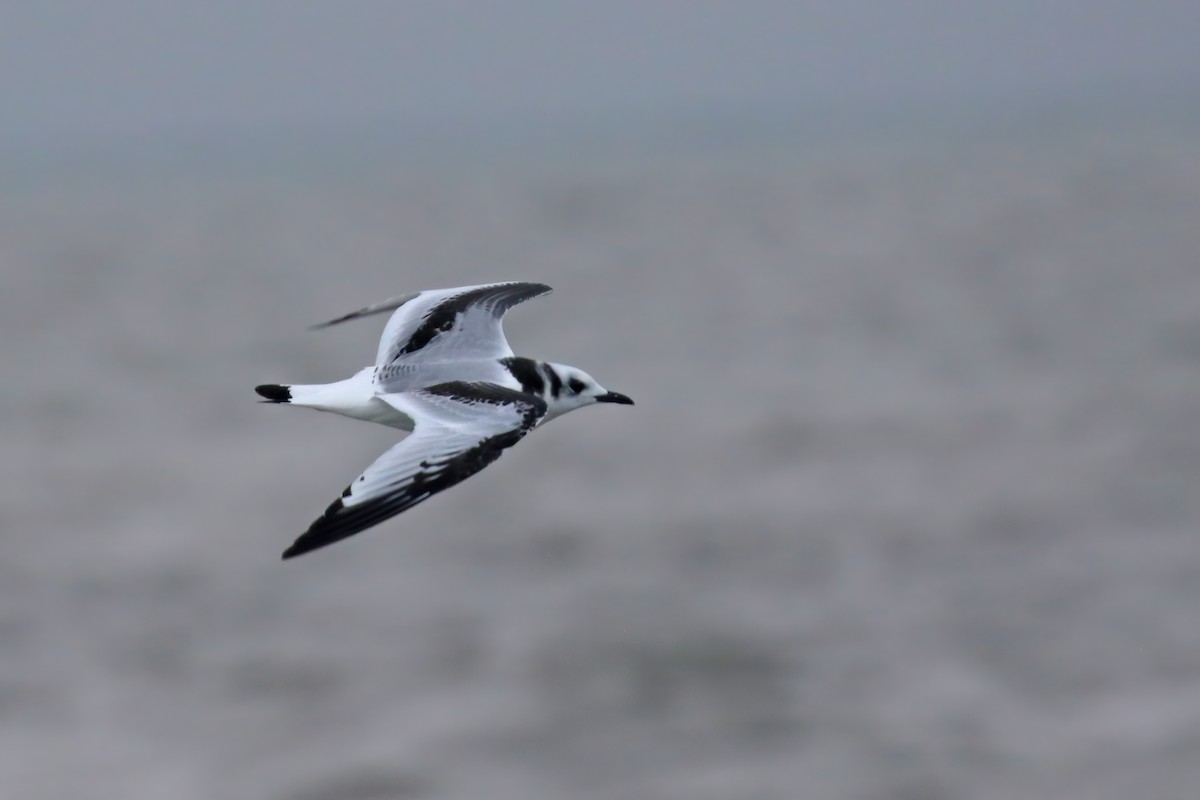 Mouette tridactyle - ML610075733