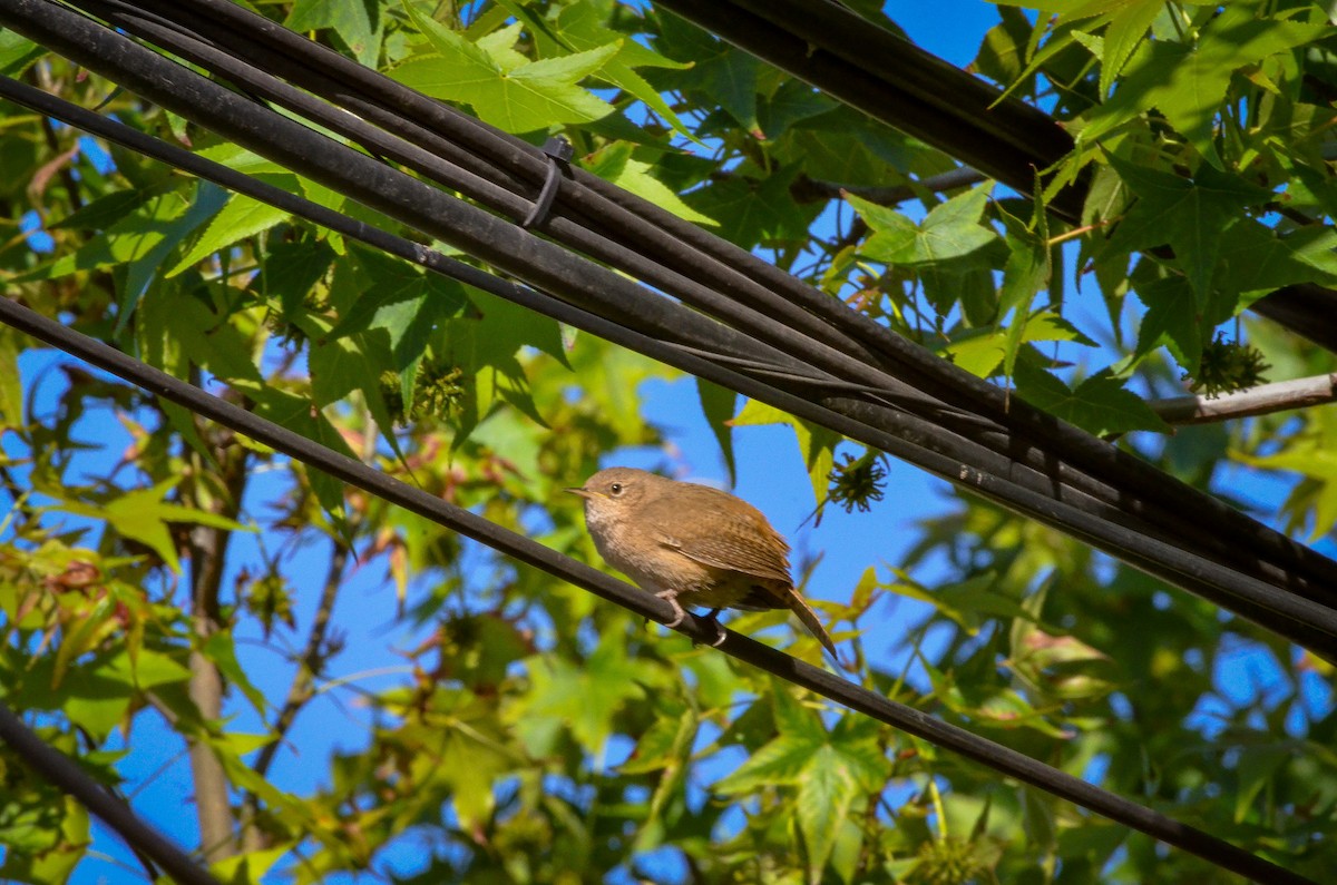 Southern House Wren - ML610075783