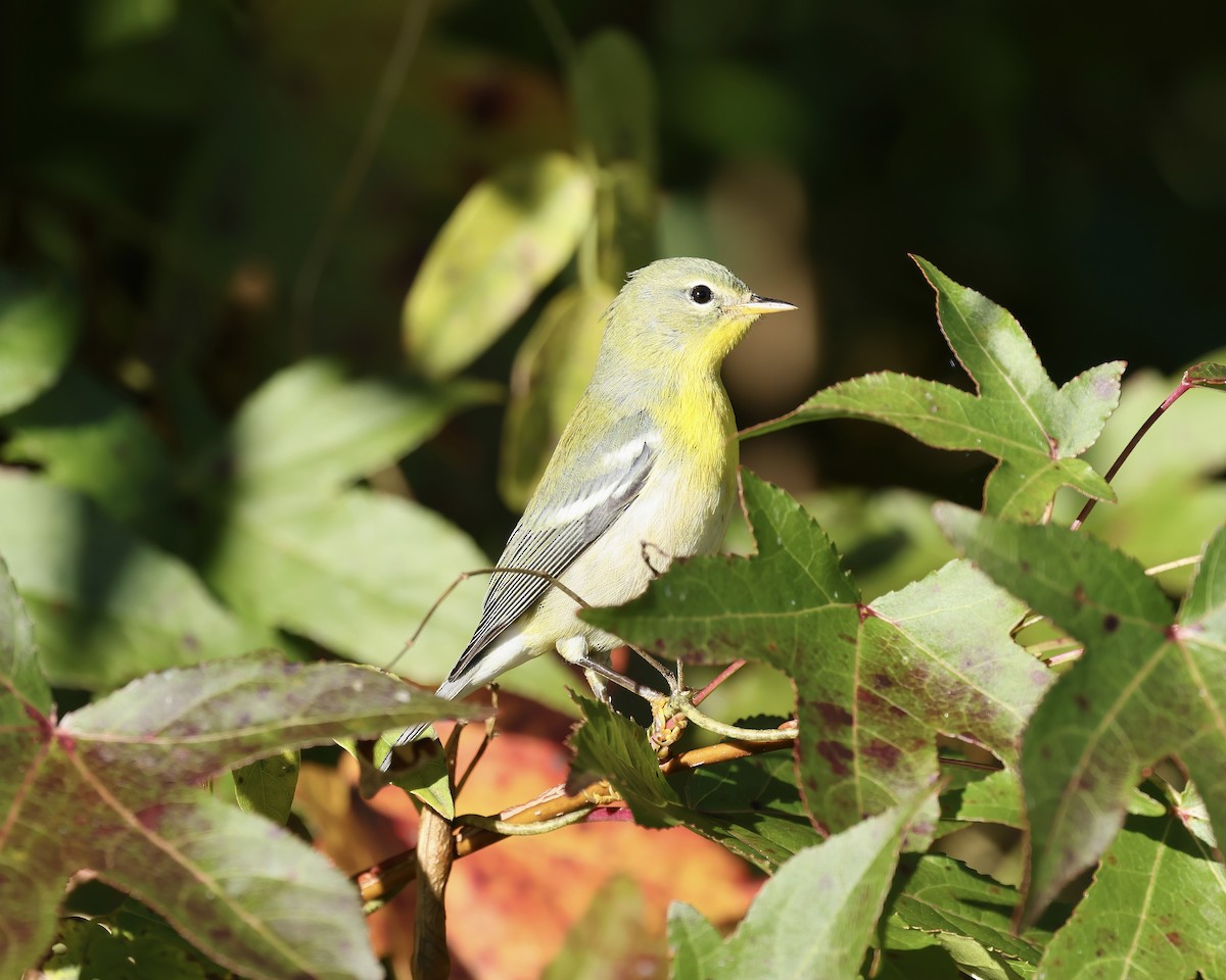 Northern Parula - ML610075790