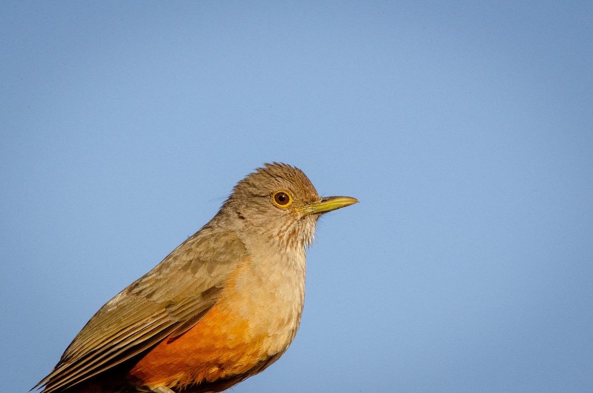 Rufous-bellied Thrush - ML610075811