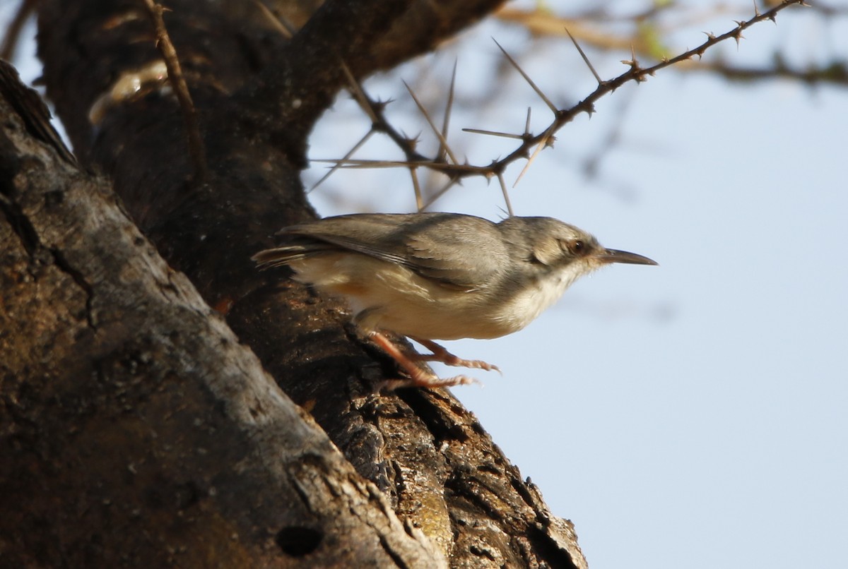 Crombec Isabelino - ML610075824