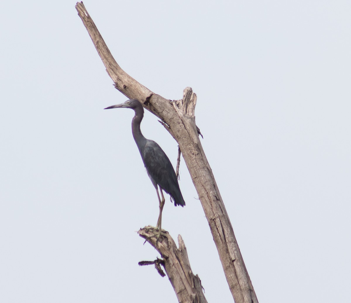 Little Blue Heron - ML610075910