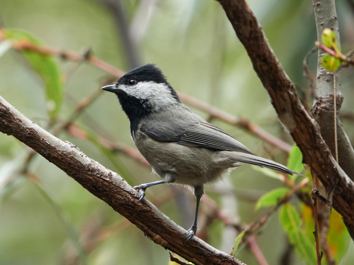 Mexican Chickadee - ML610075911