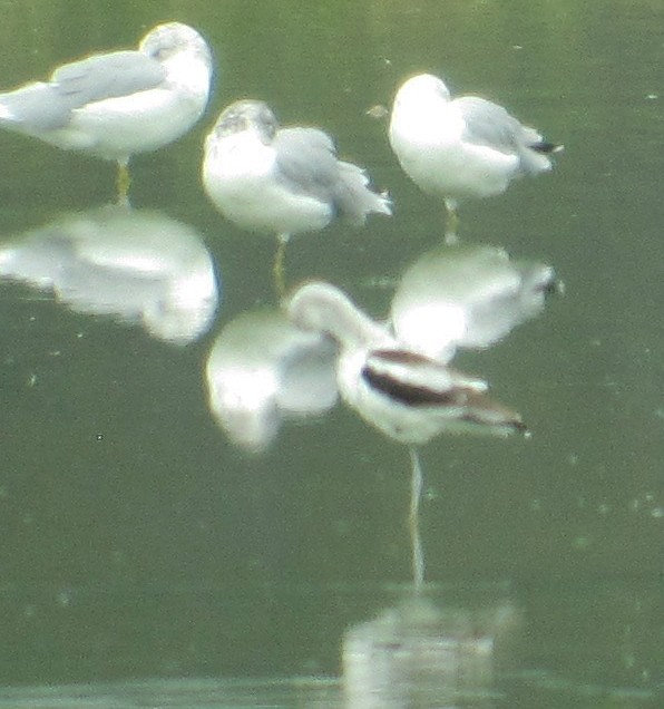 American Avocet - Anne Marie Johnson