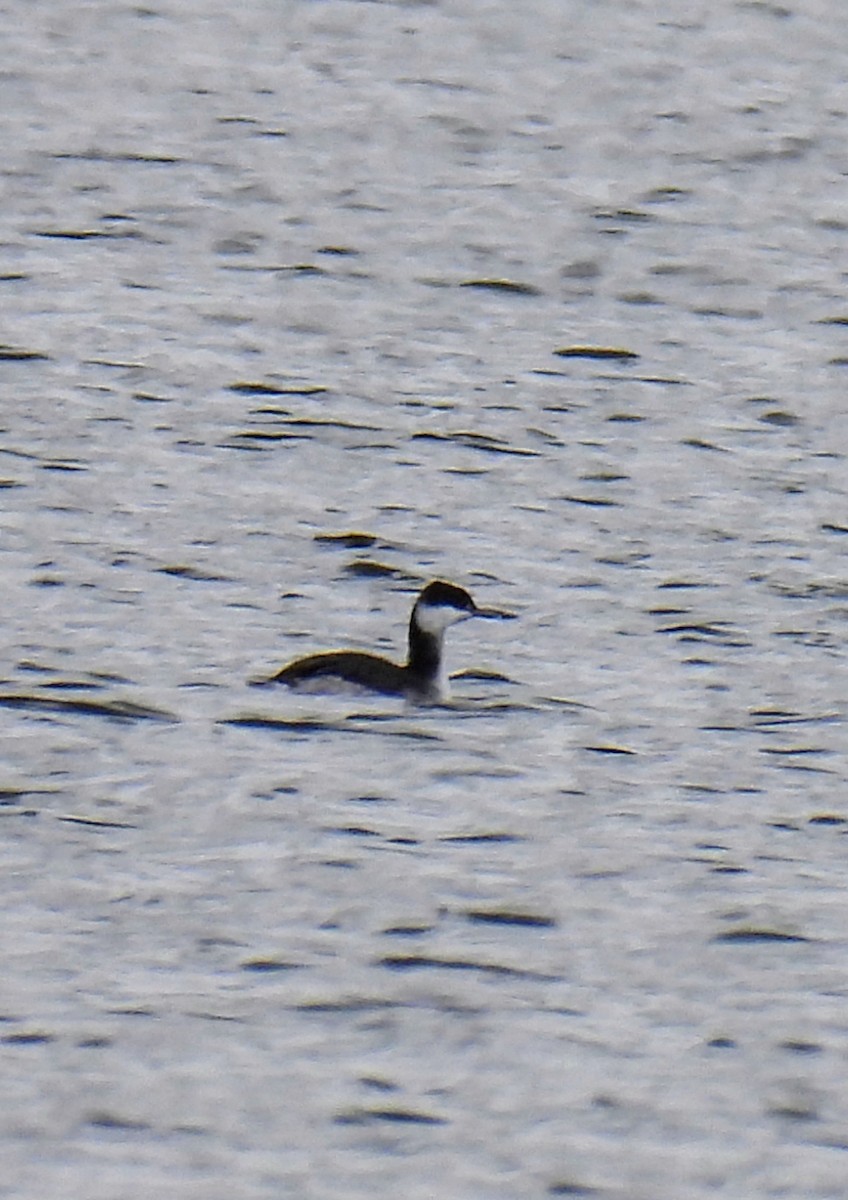 Horned Grebe - ML610076121