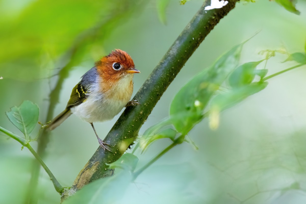 Sunda Warbler (Sumatran) - ML610076201