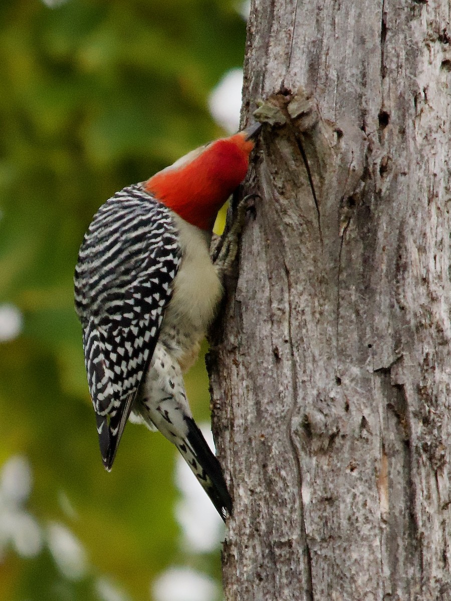 Red-bellied Woodpecker - ML610076275