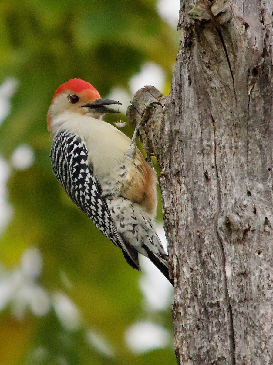 Red-bellied Woodpecker - ML610076276