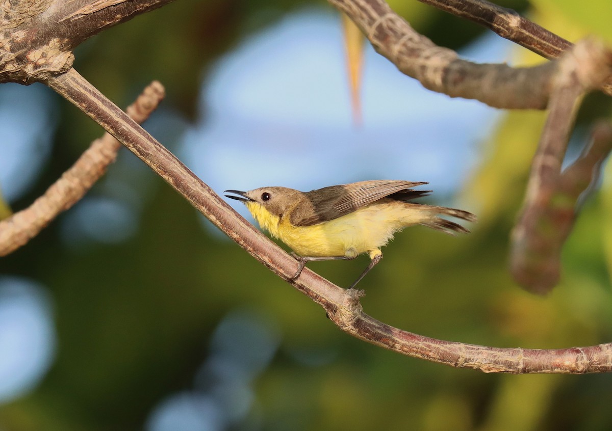 Golden-bellied Gerygone - ML610076347