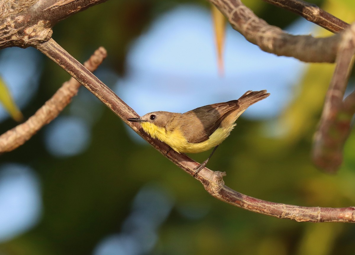 Golden-bellied Gerygone - ML610076348