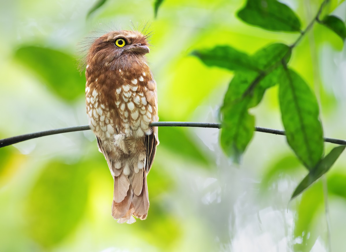 Sumatran Frogmouth - JJ Harrison