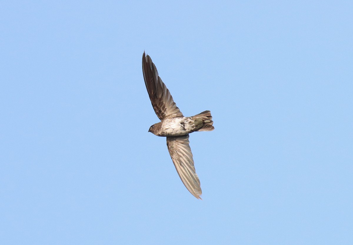 Cave Swiftlet - ML610076436