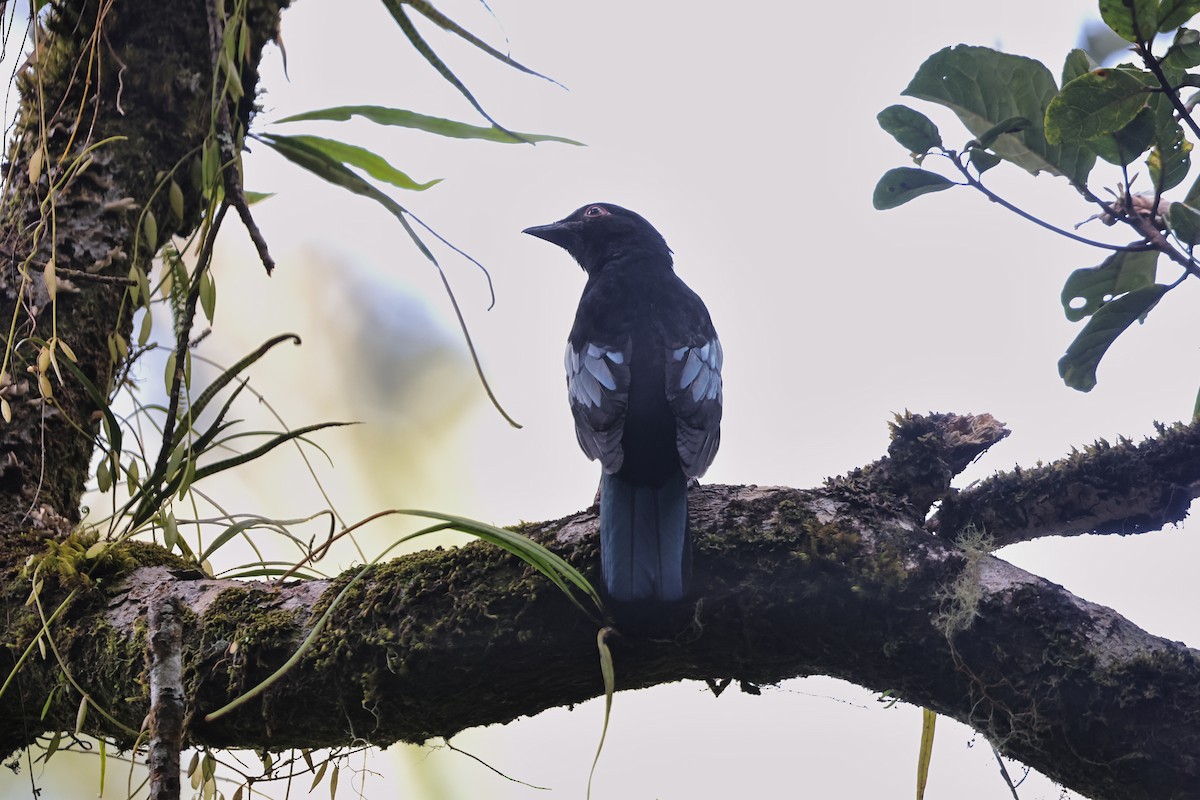 Sumatran Cochoa - ML610076449