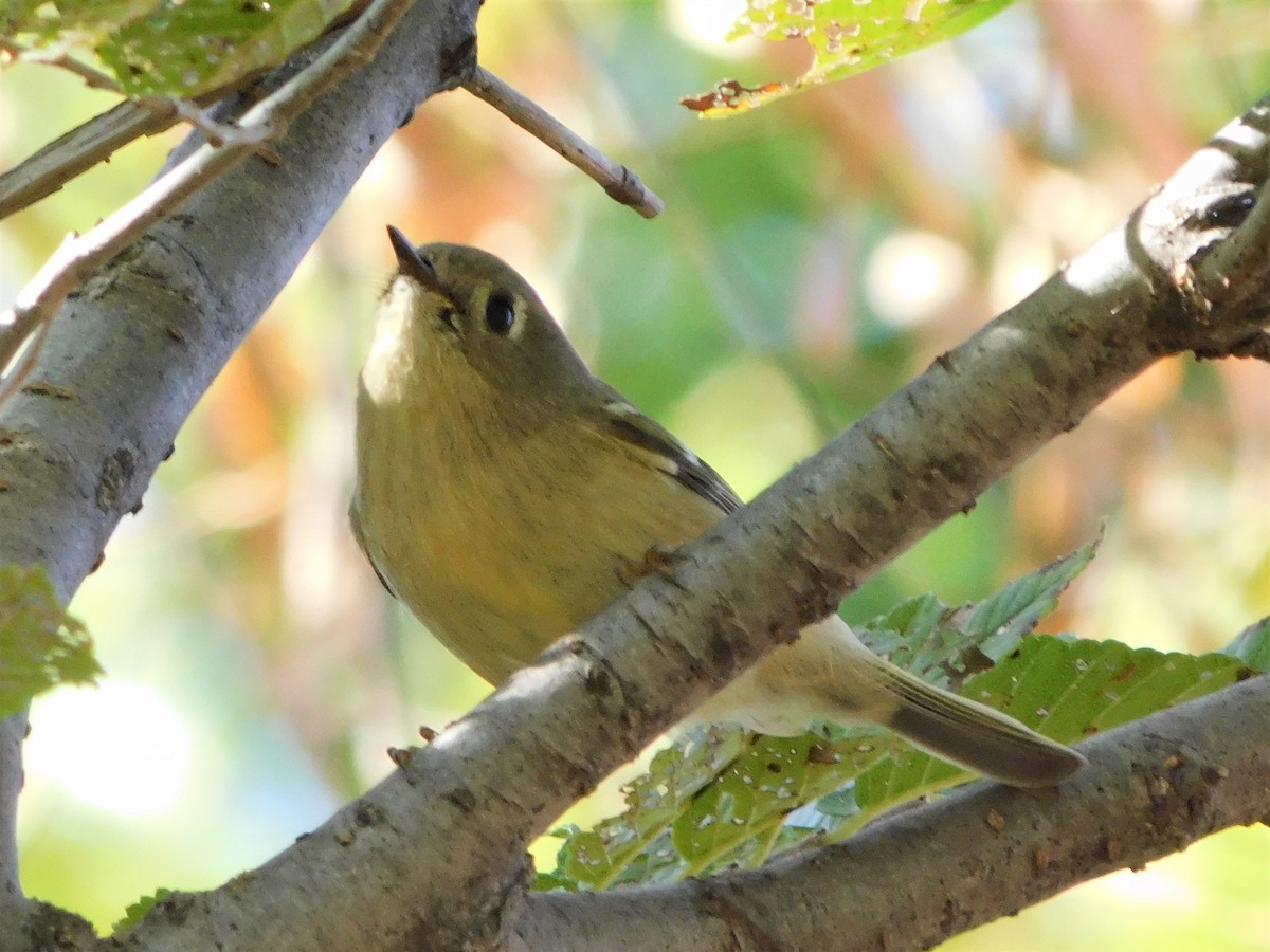 Ruby-crowned Kinglet - ML610076473