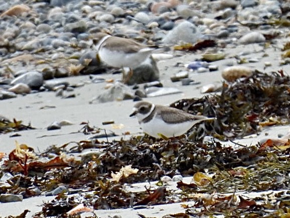 Semipalmated Plover - ML610076625