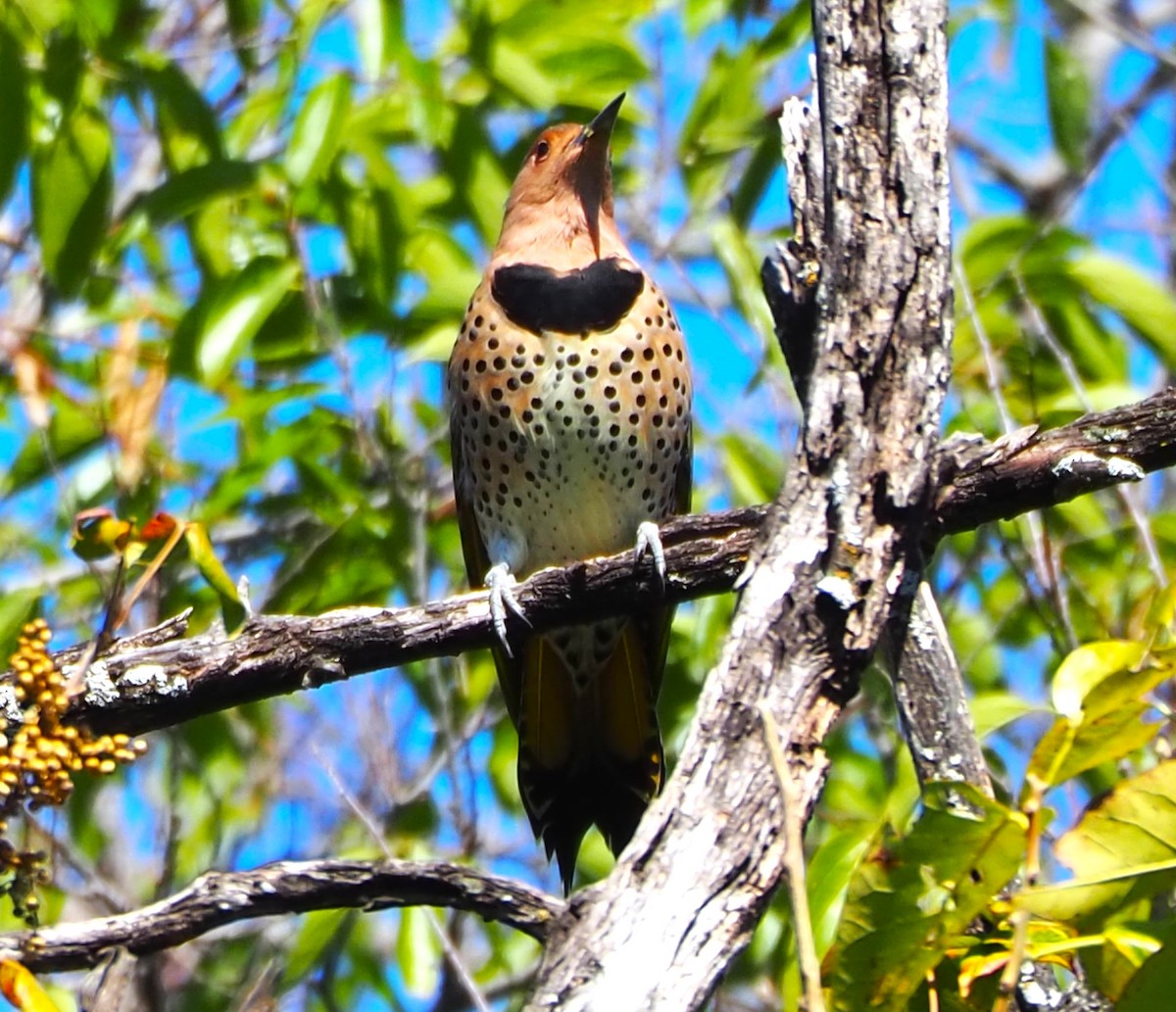 Northern Flicker - Jeff Blair