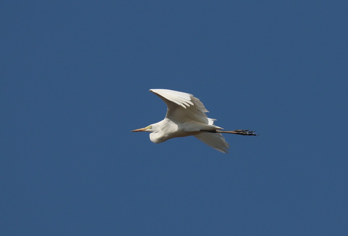 Medium Egret - ML610076640