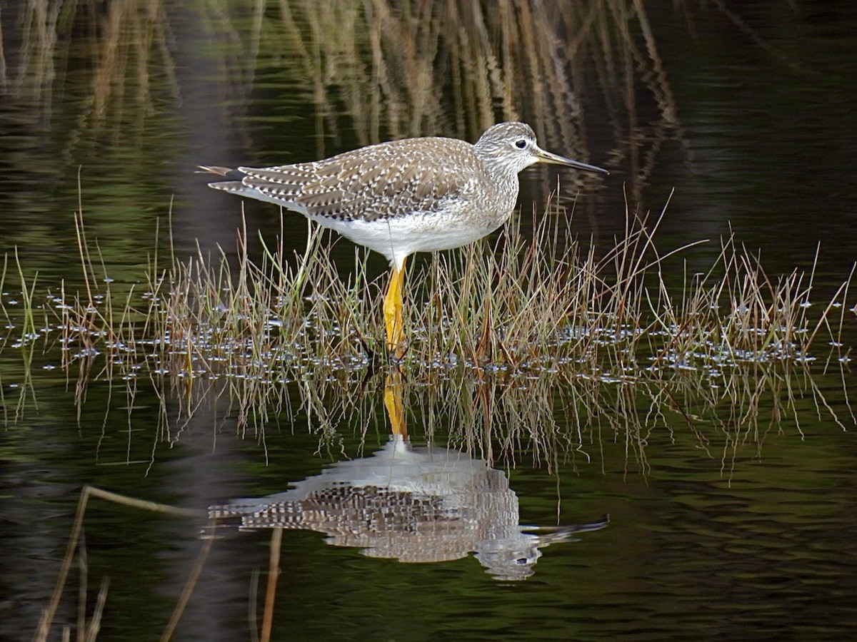 Greater Yellowlegs - Donna Reis