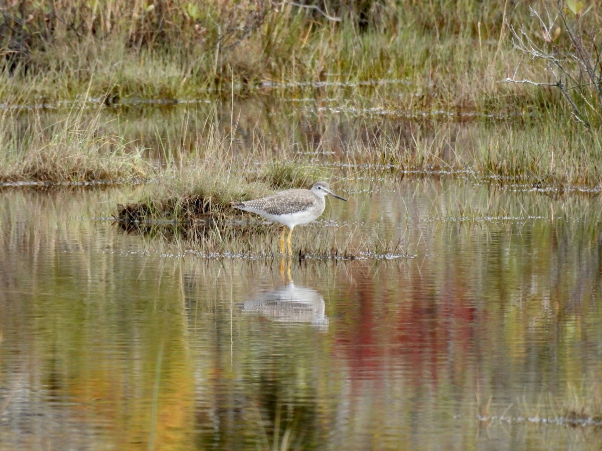 Greater Yellowlegs - Donna Reis