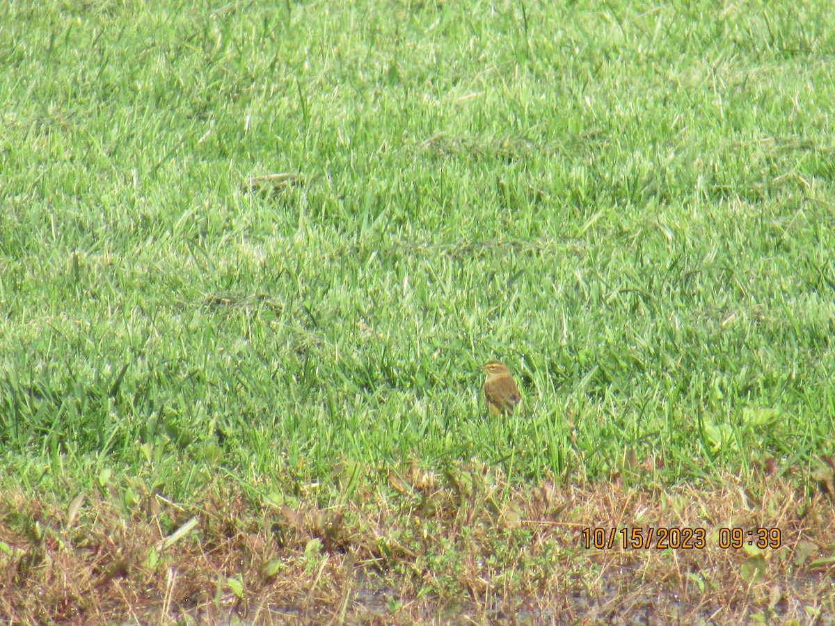 Palmiye Ötleğeni - ML610076703