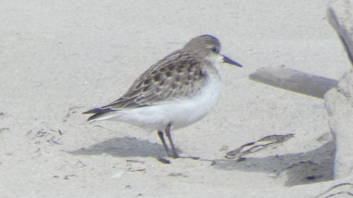 Red-necked Stint - ML610076748