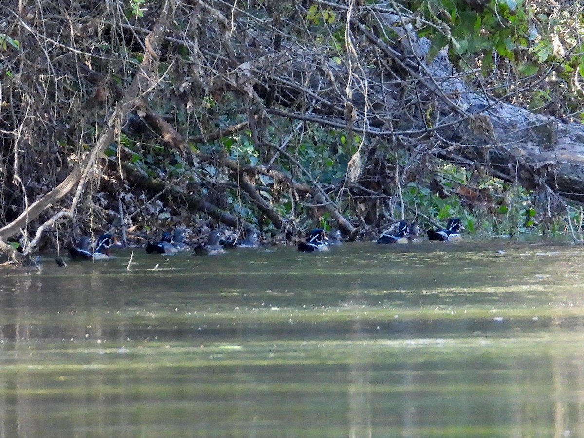 Wood Duck - Anonymous