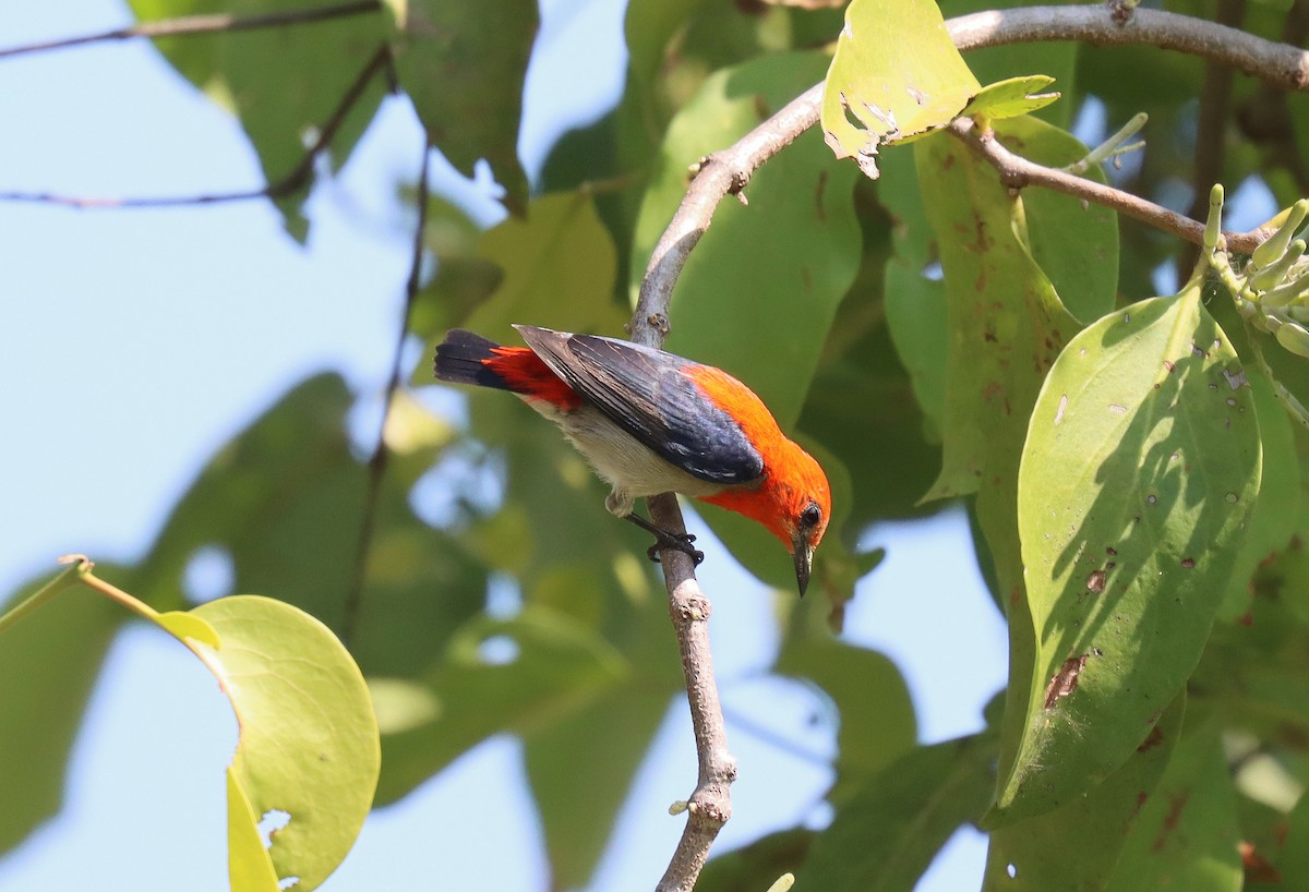 Scarlet-headed Flowerpecker - ML610076798