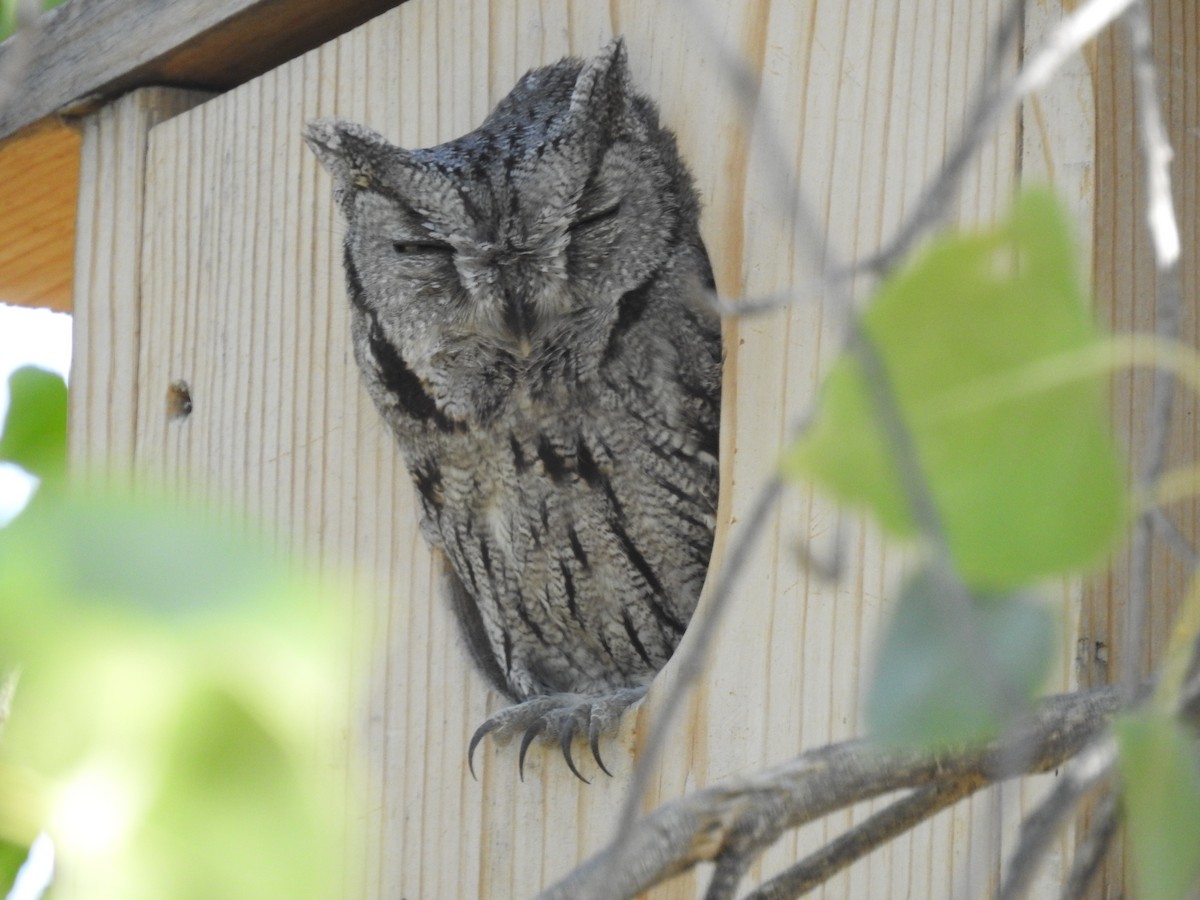 Western Screech-Owl - ML610076826