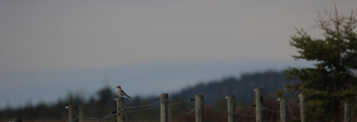 Northern Shrike - ML610076843