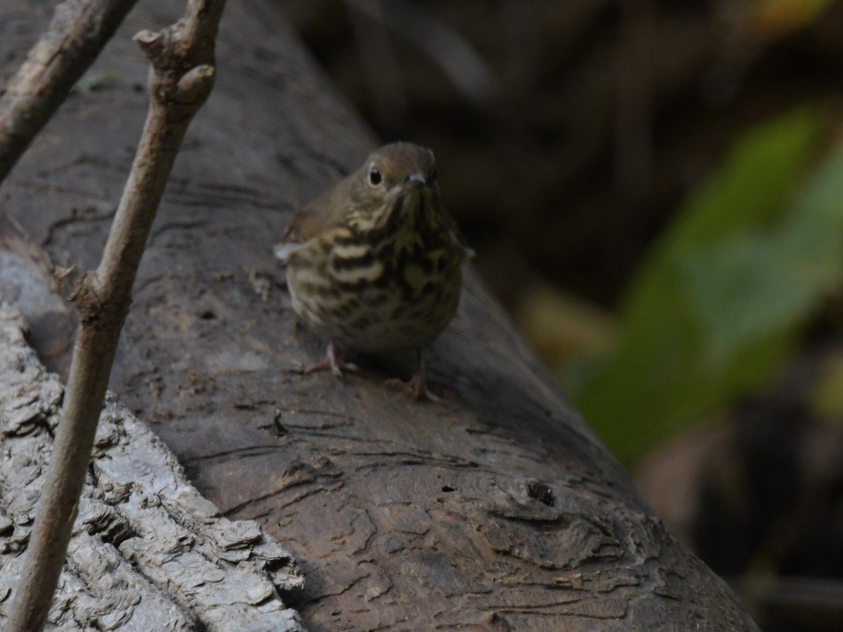 Hermit Thrush - ML610076874