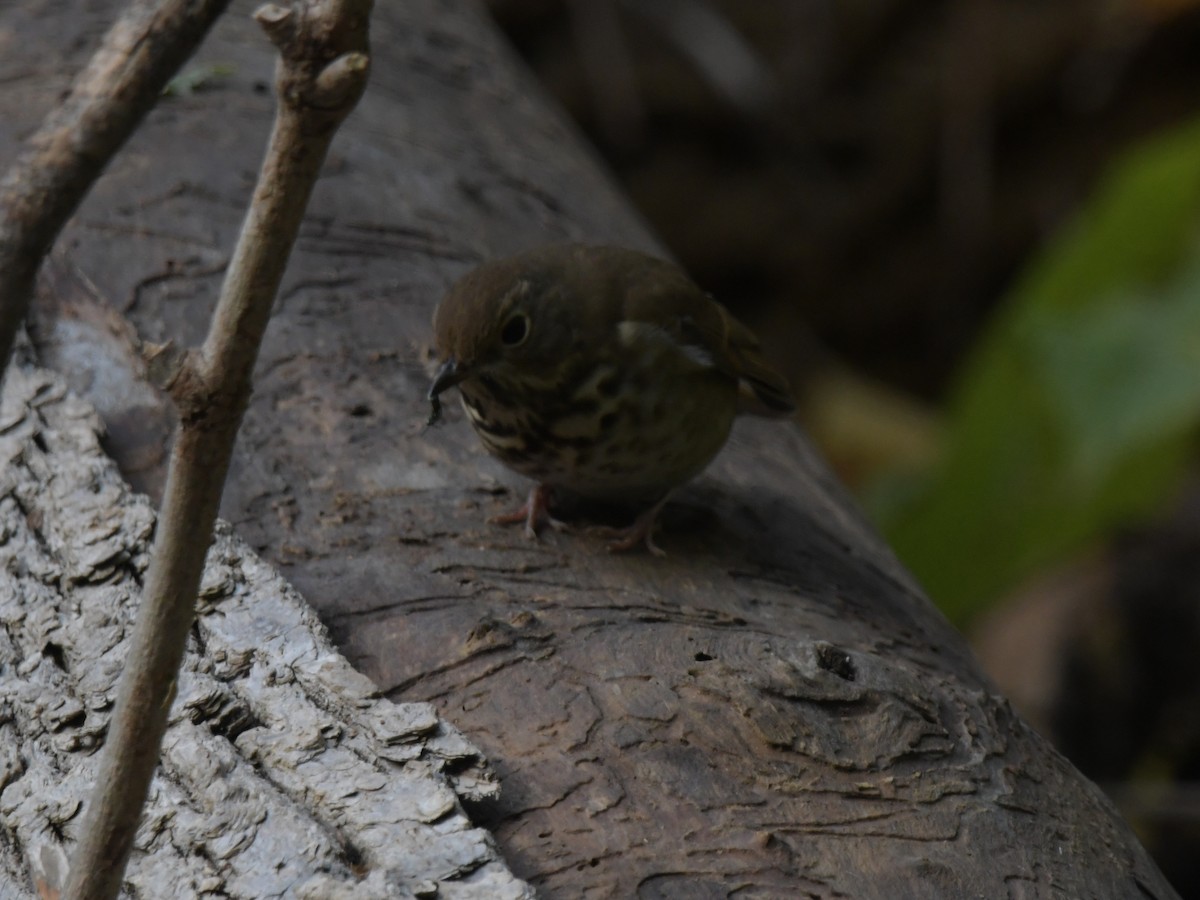 Hermit Thrush - David Drews