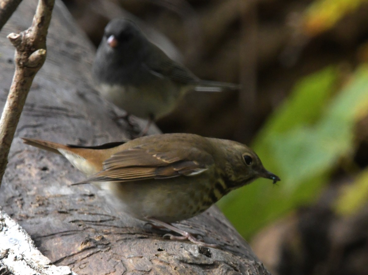 Hermit Thrush - ML610076882