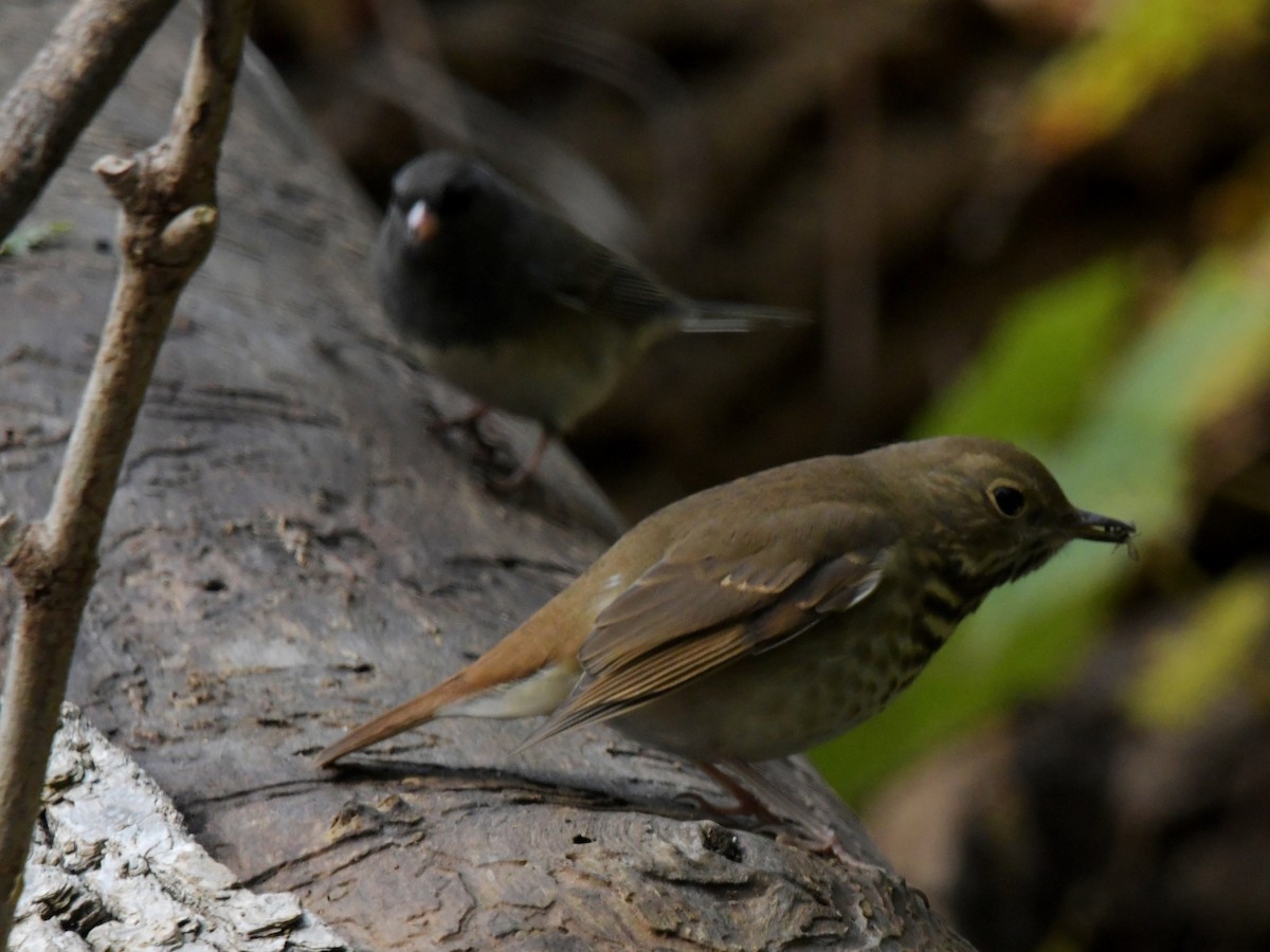 Hermit Thrush - David Drews