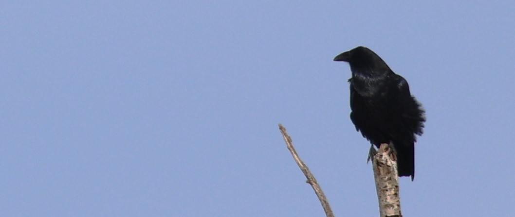 Common Raven - ML610076912