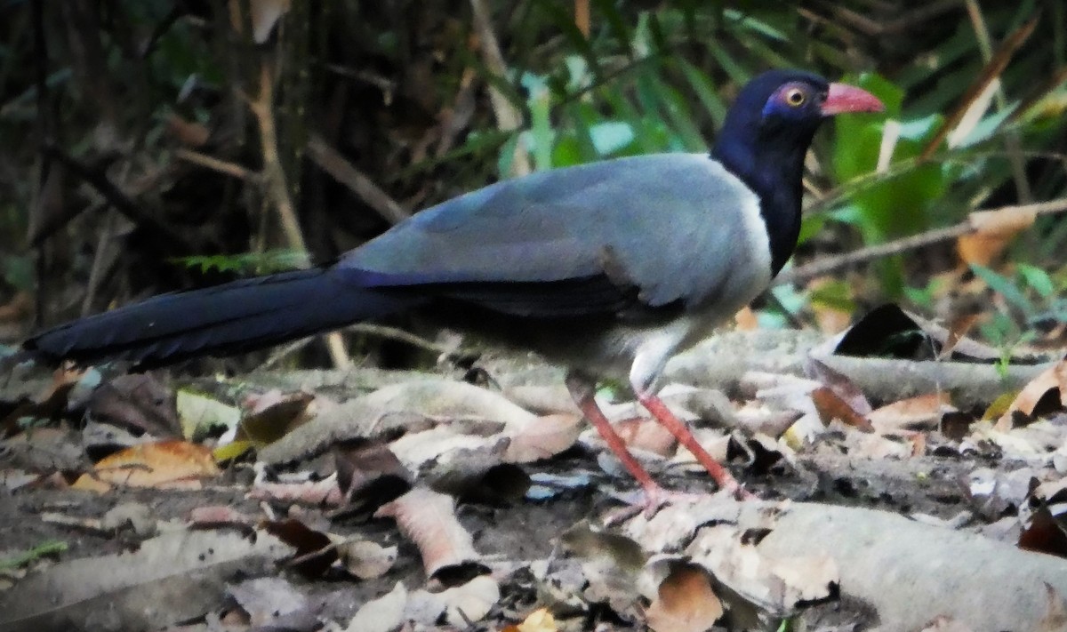 Coral-billed Ground-Cuckoo - ML610077022