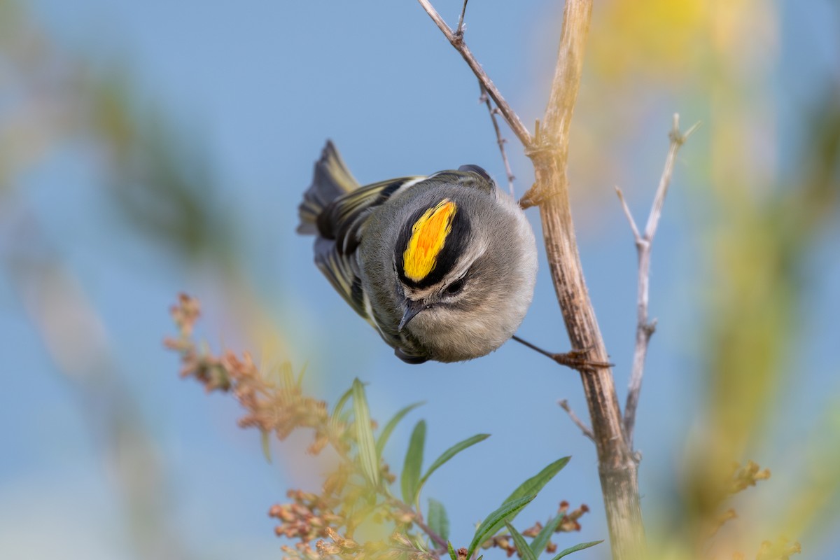 Golden-crowned Kinglet - ML610077231