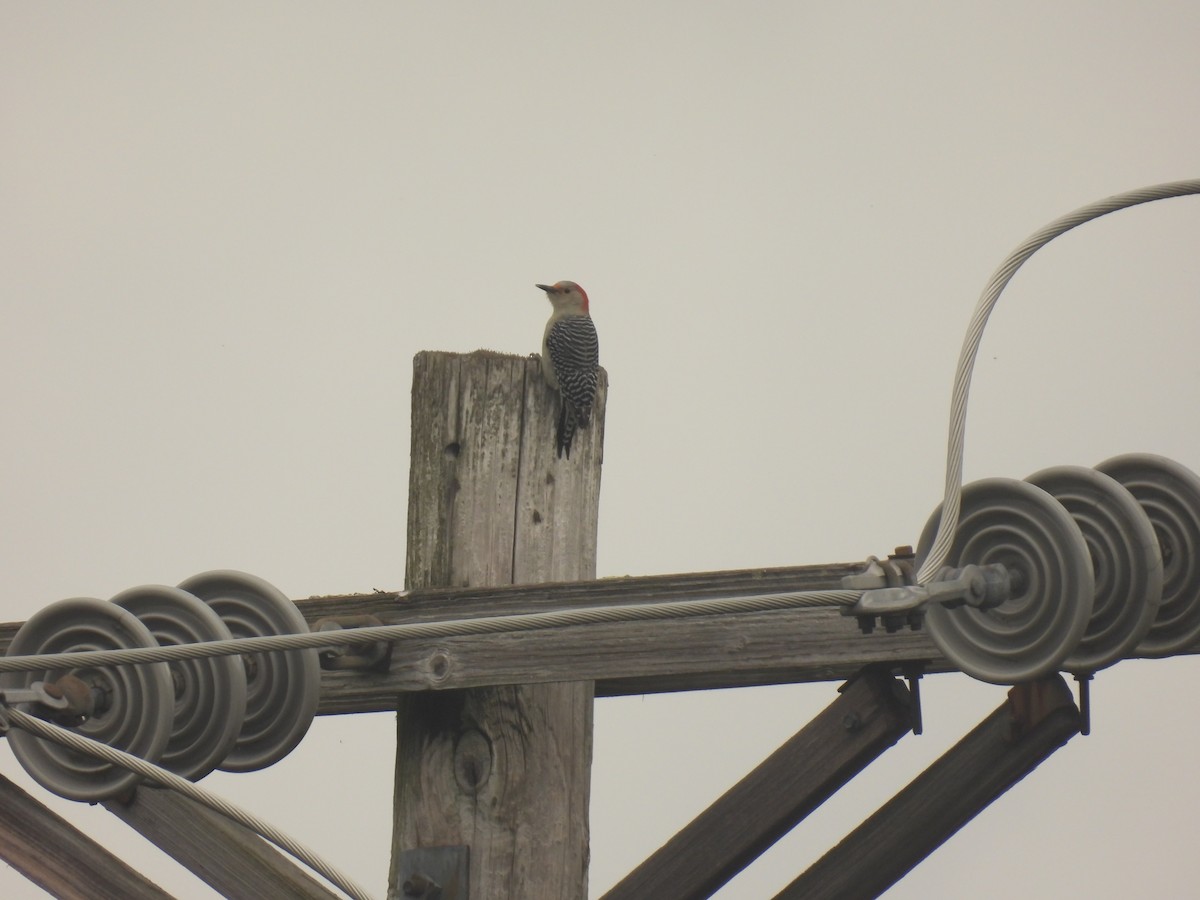 Red-bellied Woodpecker - ML610077243