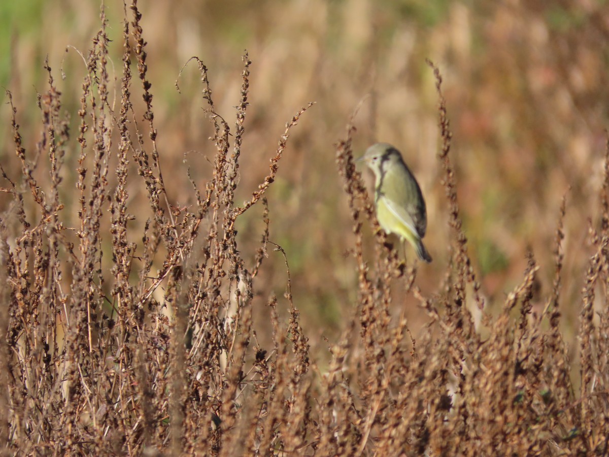 Orange-crowned Warbler (celata) - ML610077335