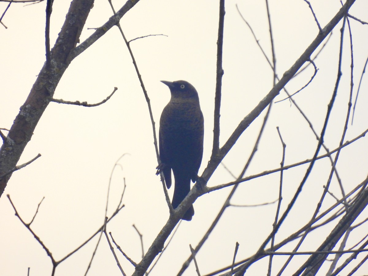 Rusty Blackbird - ML610077476