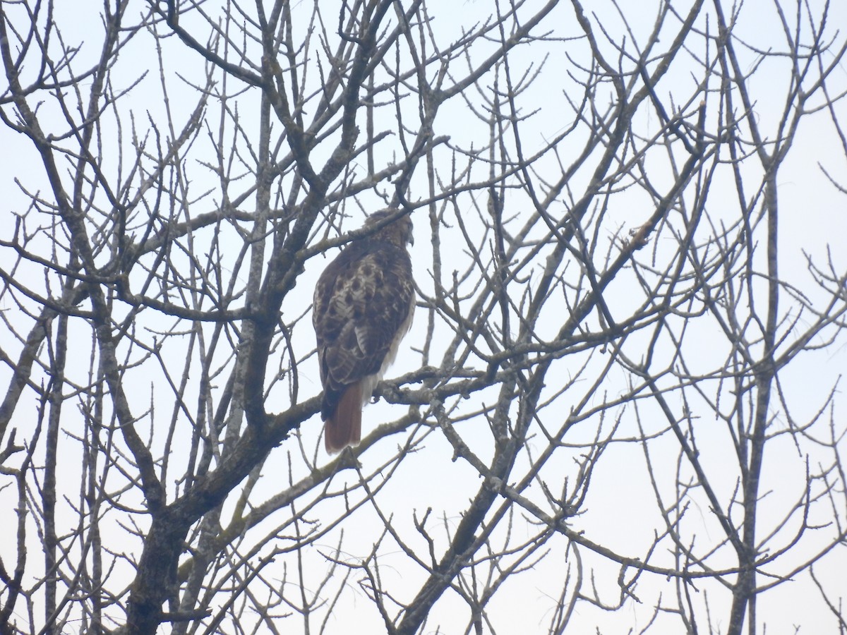 Red-tailed Hawk - ML610077500