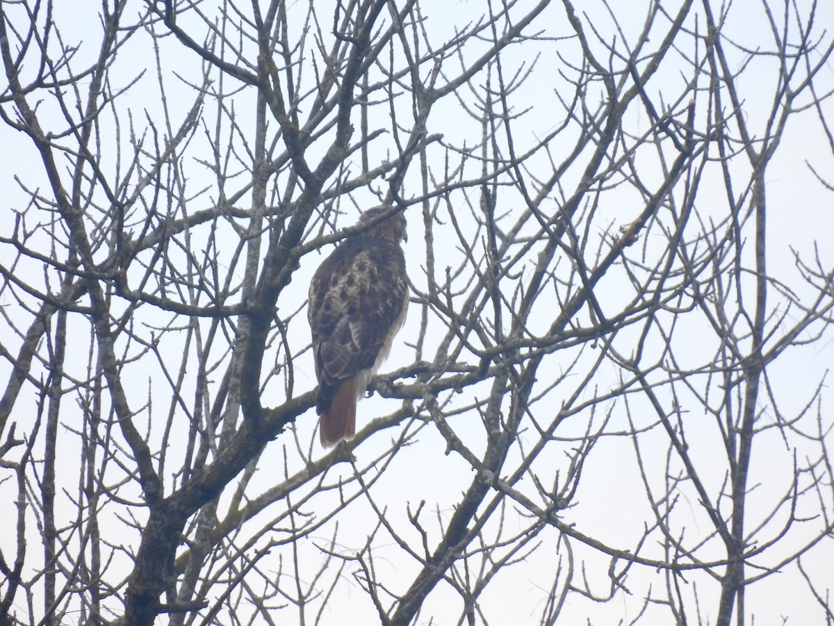 Rotschwanzbussard - ML610077500