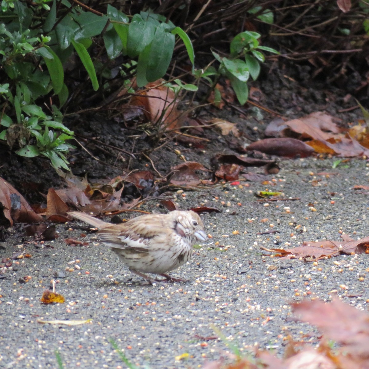 Lark Bunting - ML610077505