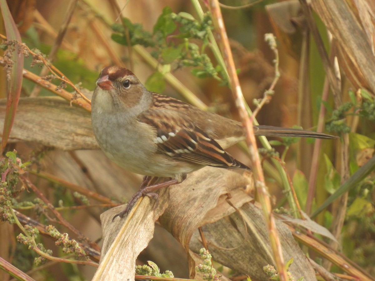 White-crowned Sparrow - ML610077516