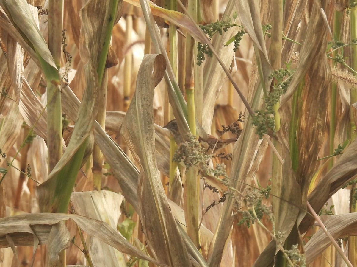 Swamp Sparrow - ML610077529