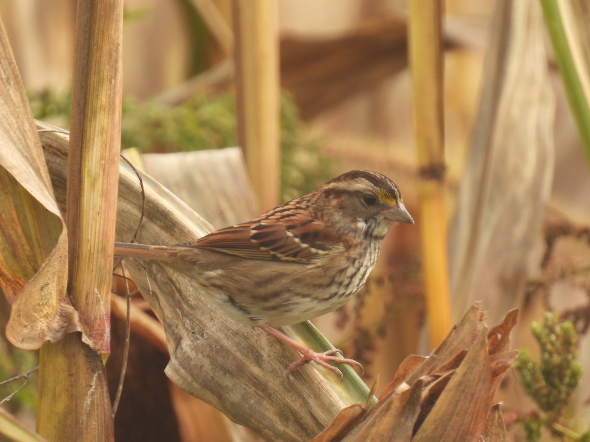 White-throated Sparrow - ML610077532