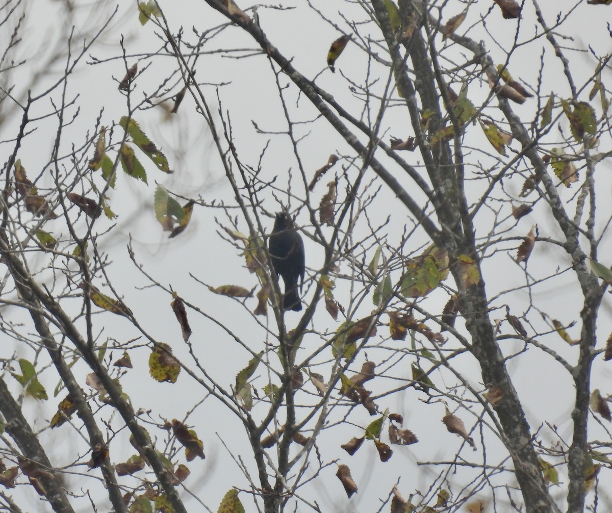 Rusty Blackbird - ML610077556