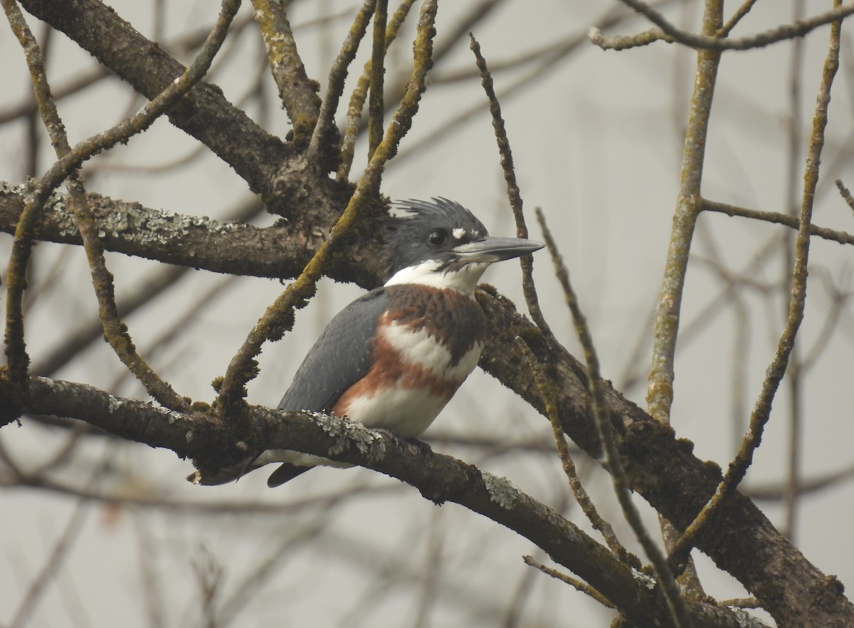 Belted Kingfisher - ML610077625