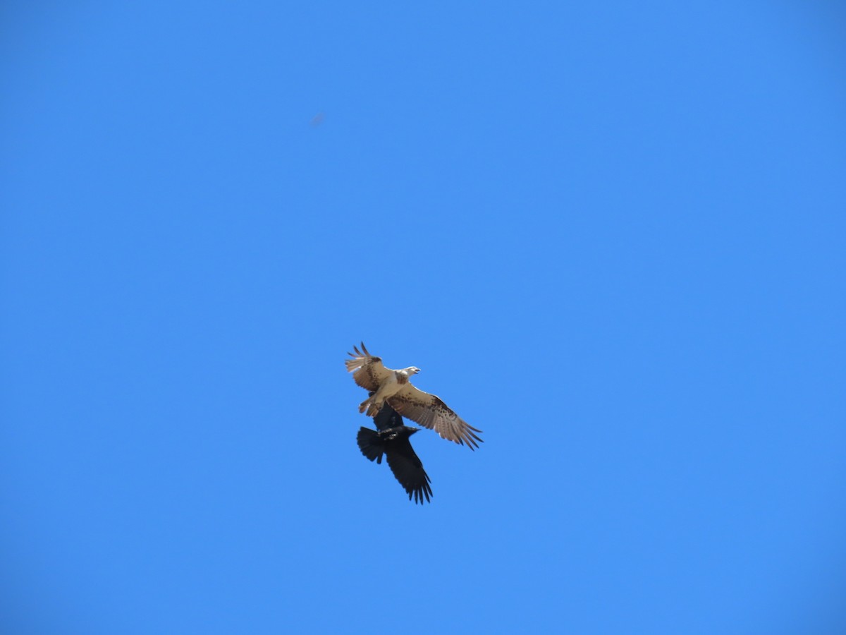 Osprey (Australasian) - ML610077631