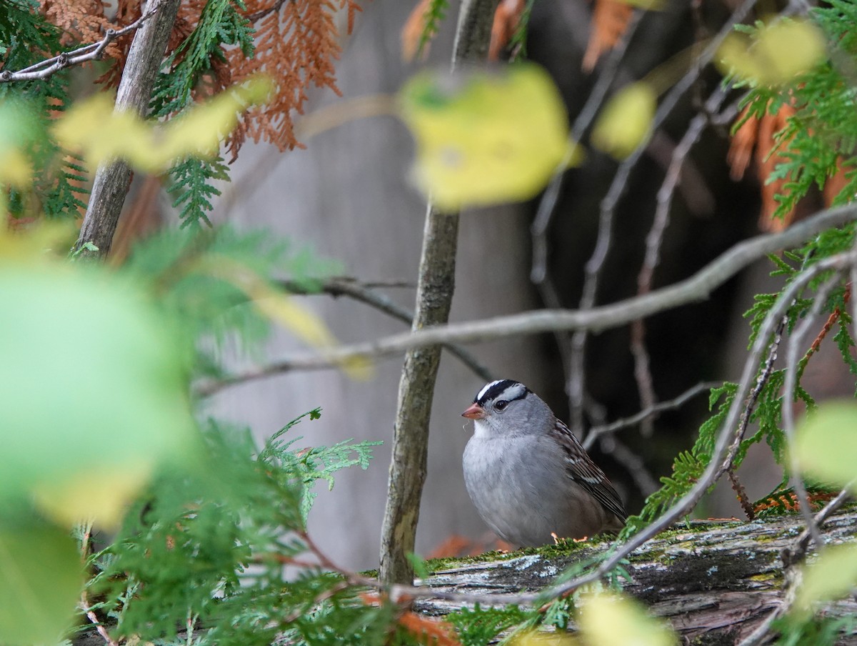 White-crowned Sparrow - ML610077651